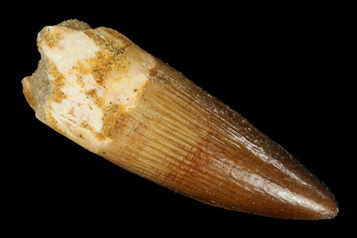 Real Spinosaurus Tooth - Beautiful Preservation #115817